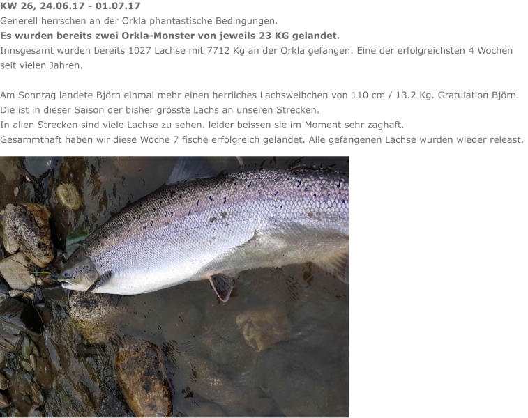 KW 26, 24.06.17 - 01.07.17 Generell herrschen an der Orkla phantastische Bedingungen.  Es wurden bereits zwei Orkla-Monster von jeweils 23 KG gelandet. Innsgesamt wurden bereits 1027 Lachse mit 7712 Kg an der Orkla gefangen. Eine der erfolgreichsten 4 Wochen seit vielen Jahren.  Am Sonntag landete Björn einmal mehr einen herrliches Lachsweibchen von 110 cm / 13.2 Kg. Gratulation Björn. Die ist in dieser Saison der bisher grösste Lachs an unseren Strecken. In allen Strecken sind viele Lachse zu sehen. leider beissen sie im Moment sehr zaghaft. Gesammthaft haben wir diese Woche 7 fische erfolgreich gelandet. Alle gefangenen Lachse wurden wieder releast.